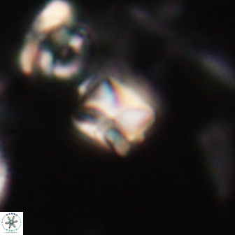 Heliolithus aktasii 20981