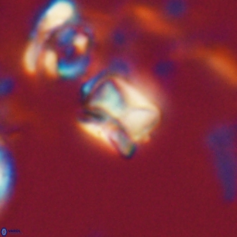 Heliolithus aktasii 20982