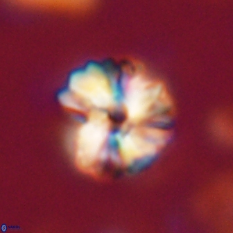 Heliolithus aktasii 21079