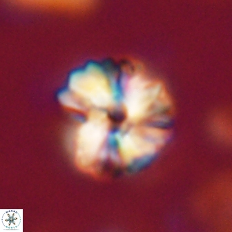 Heliolithus aktasii 21079