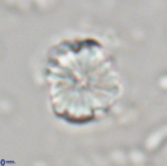 Heliolithus aktasii 21084