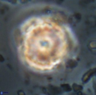 Heliolithus aktasii 21085