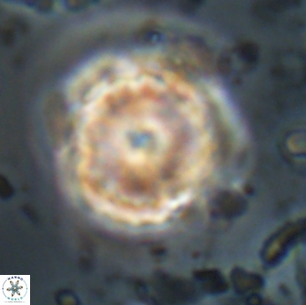 Heliolithus aktasii 21085