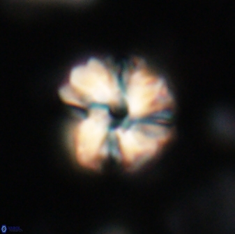 Heliolithus aktasii 21080