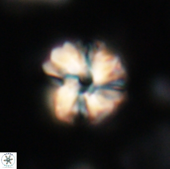 Heliolithus aktasii 21080