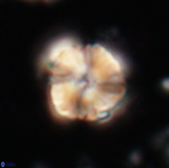 Heliolithus aktasii 21081