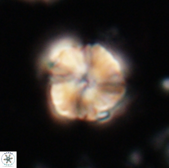 Heliolithus aktasii 21081