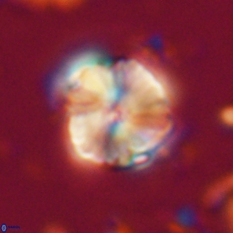 Heliolithus aktasii 21082