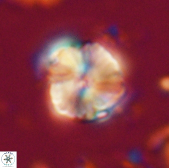 Heliolithus aktasii 21082