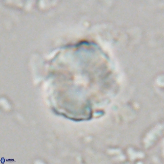 Heliolithus aktasii 21083