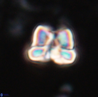 Heliolithus aktasii 22388