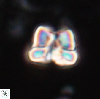 Heliolithus aktasii 22388