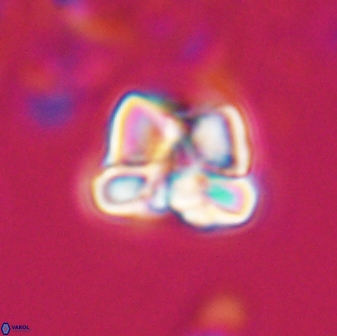 Heliolithus aktasii 22389