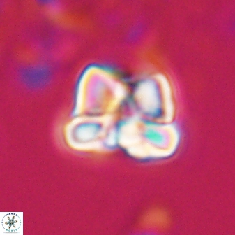 Heliolithus aktasii 22389