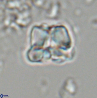 Heliolithus aktasii 22394