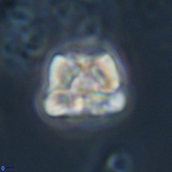 Heliolithus aktasii 22395