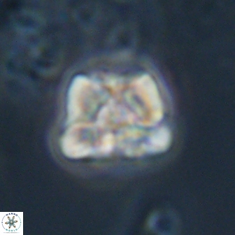 Heliolithus aktasii 22395