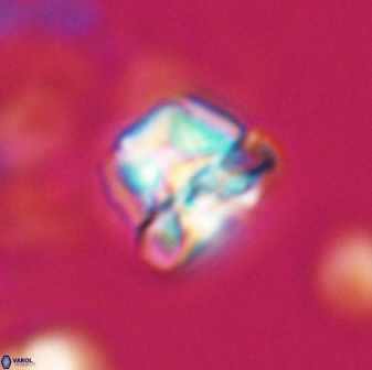 Heliolithus aktasii 22390