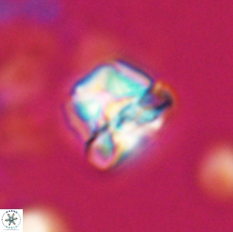 Heliolithus aktasii 22390