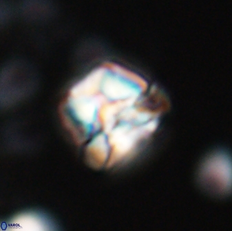 Heliolithus aktasii 22391