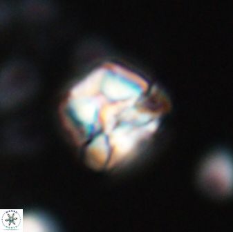 Heliolithus aktasii 22391