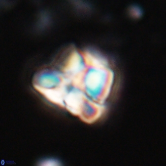 Heliolithus aktasii 22392