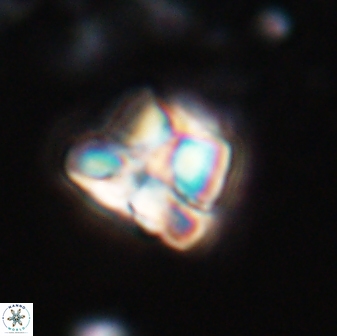 Heliolithus aktasii 22392