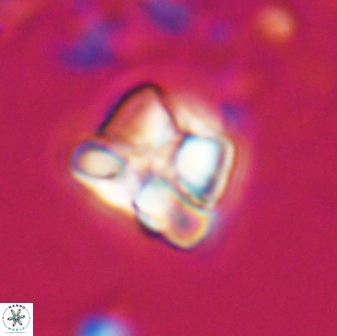 Heliolithus aktasii 22393