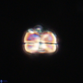 Heliolithus aktasii 66505