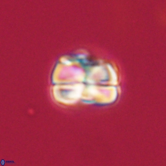 Heliolithus aktasii 66506