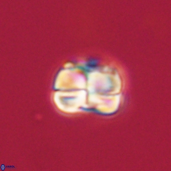 Heliolithus aktasii 66515