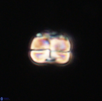 Heliolithus aktasii 66516