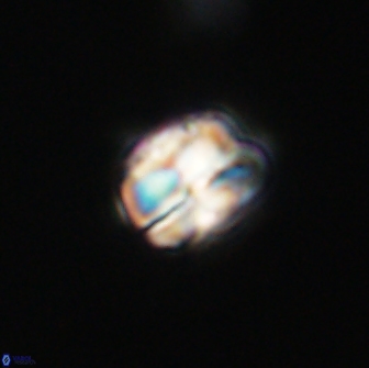 Heliolithus aktasii 66517