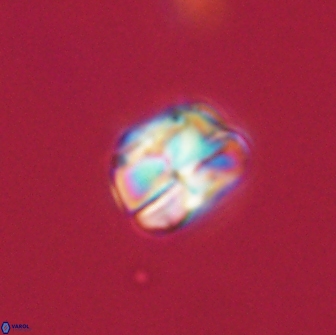 Heliolithus aktasii 66518