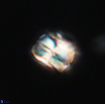 Heliolithus aktasii 66513