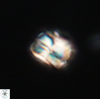 Heliolithus aktasii 66513