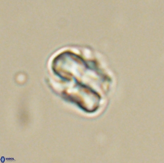 Heliolithus aktasii 66524