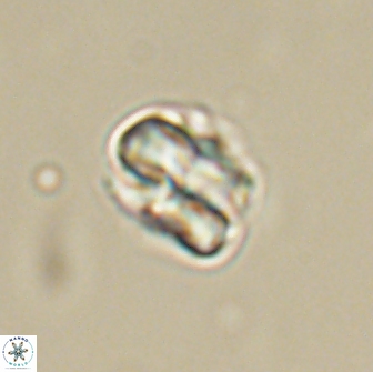 Heliolithus aktasii 66524