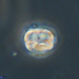 Heliolithus aktasii 66526