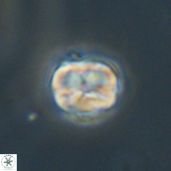 Heliolithus aktasii 66526
