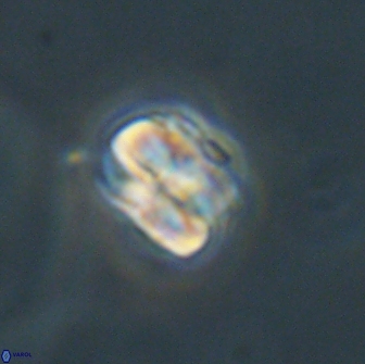 Heliolithus aktasii 66528