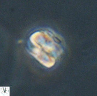 Heliolithus aktasii 66528