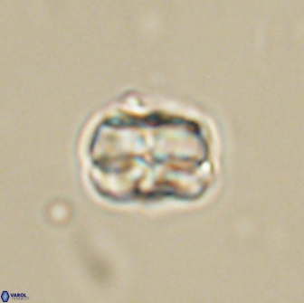 Heliolithus aktasii 66521