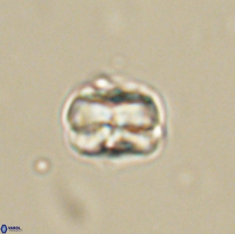 Heliolithus aktasii 66522