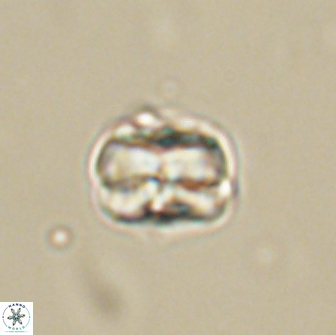 Heliolithus aktasii 66522