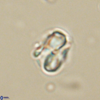 Heliolithus aktasii 66523