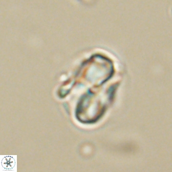 Heliolithus aktasii 66523