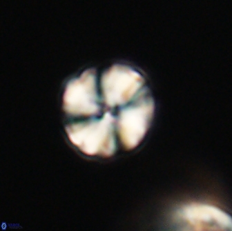 Heliolithus aktasii 66534