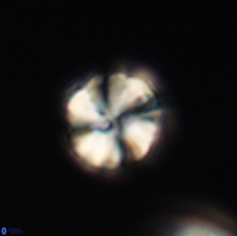 Heliolithus aktasii 66537