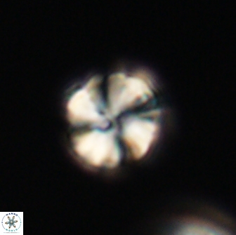 Heliolithus aktasii 66537